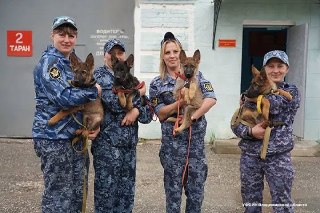Щенки немецкой овчарки начали службу в УФСИН Владимирской области