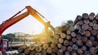 Владимирская область: женщина и соучастник украли лес на миллион рублей с мошенническим схемой